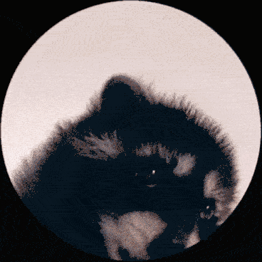 dancing raccoon